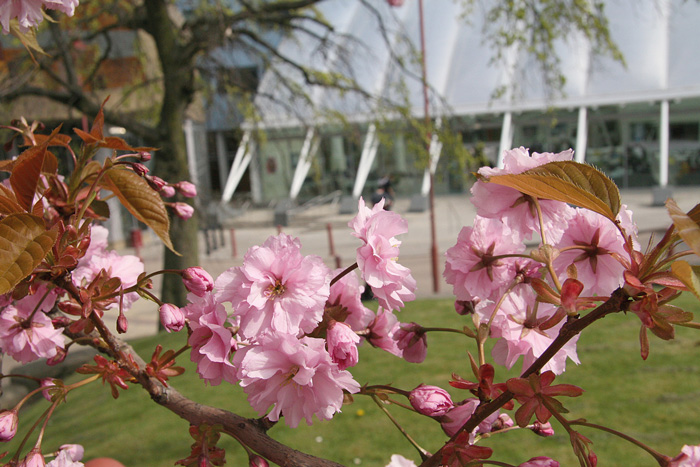 Cherry blossom tree on our campus