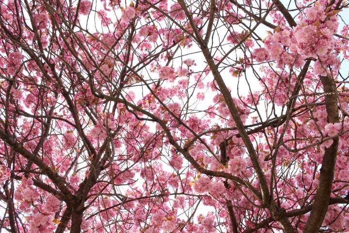 Cherry Blossom flowers on a tree