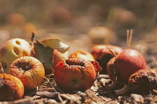 Image showing rotting fruit 